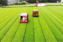 ببینید؛ نگاهی به فرآیند کشت و برداشت چای سبز در مزارع وسیع ژاپن