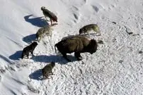 (ویدئو) ۱۵ گرگ گرسنه، گاومیش کوهان‌دار را به دام انداختند و کشتند!