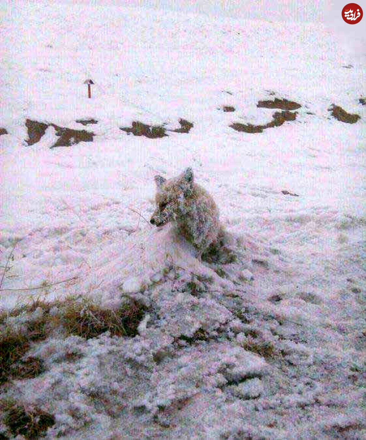 عکس/ یخ‌زدن روباه در سرمای چالدران