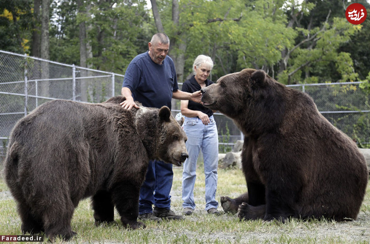 تصاویر/ دوستی صمیمانه مرد و خرس غول‌پیکر