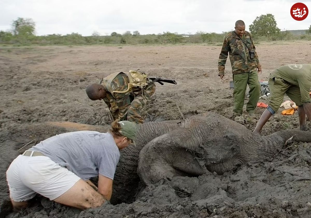 (ویدئو) عملیات نجات یک فیل و بچه فیلِ گیر افتاده در باتلاق!