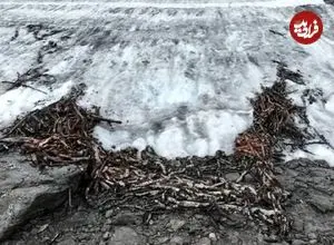 کشفی منحصربفرد با آب شدن یخ