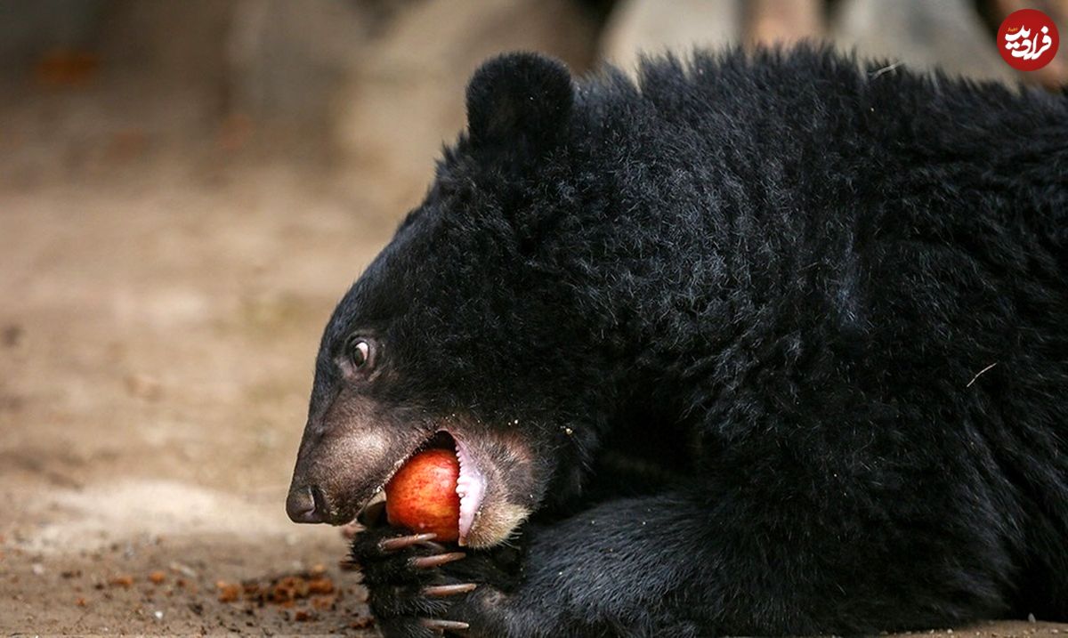 (تصاویر) لالین، خرس سیاه بلوچی