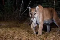 (ویدئو) حمله ناگهانی شیر کوهی به کوهنورد وحشت زده!