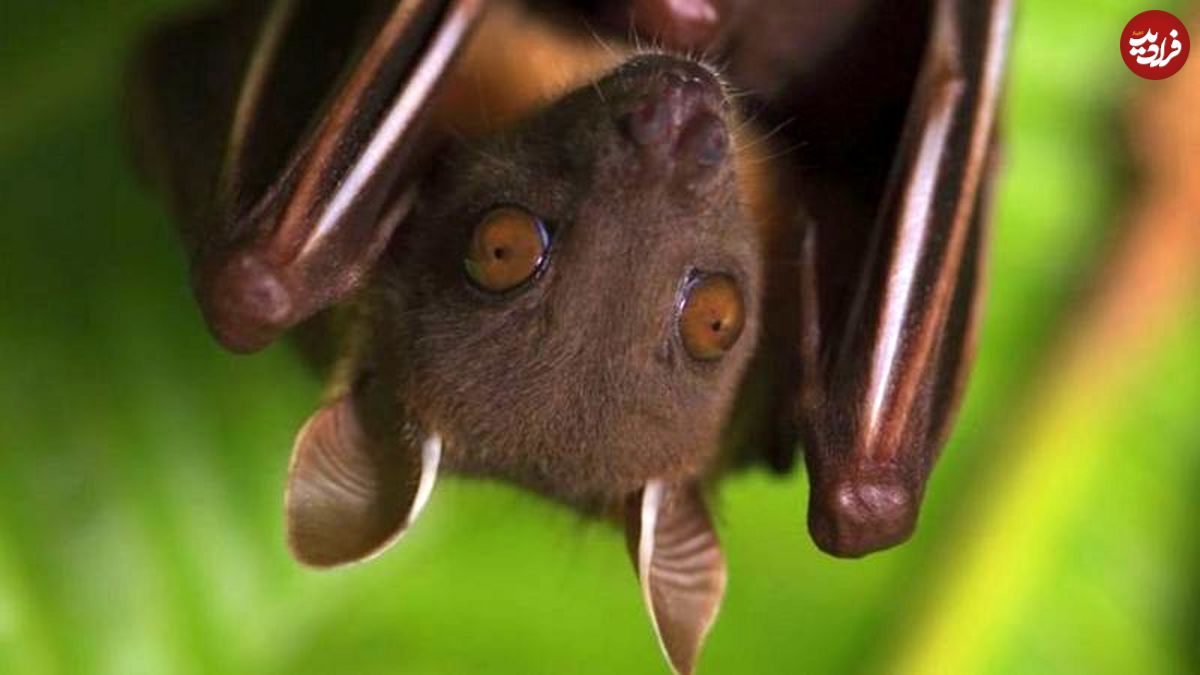 حقایقی درباره "خفاش"‌ها؛ خیلی هم خرابکار نیستند
