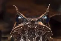 تصاویر| قورباغه شاخ‌دار بینی‌دراز؛ عجیب‌ترین قورباغه جهان که مثل برگ ناپدید می‌شود!