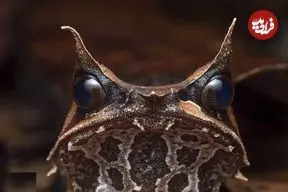 تصاویر| قورباغه شاخ‌دار بینی‌دراز؛ عجیب‌ترین قورباغه جهان که مثل برگ ناپدید می‌شود!