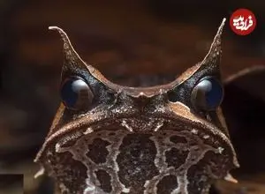 تصاویر| قورباغه شاخ‌دار بینی‌دراز؛ عجیب‌ترین قورباغه جهان که مثل برگ ناپدید می‌شود!