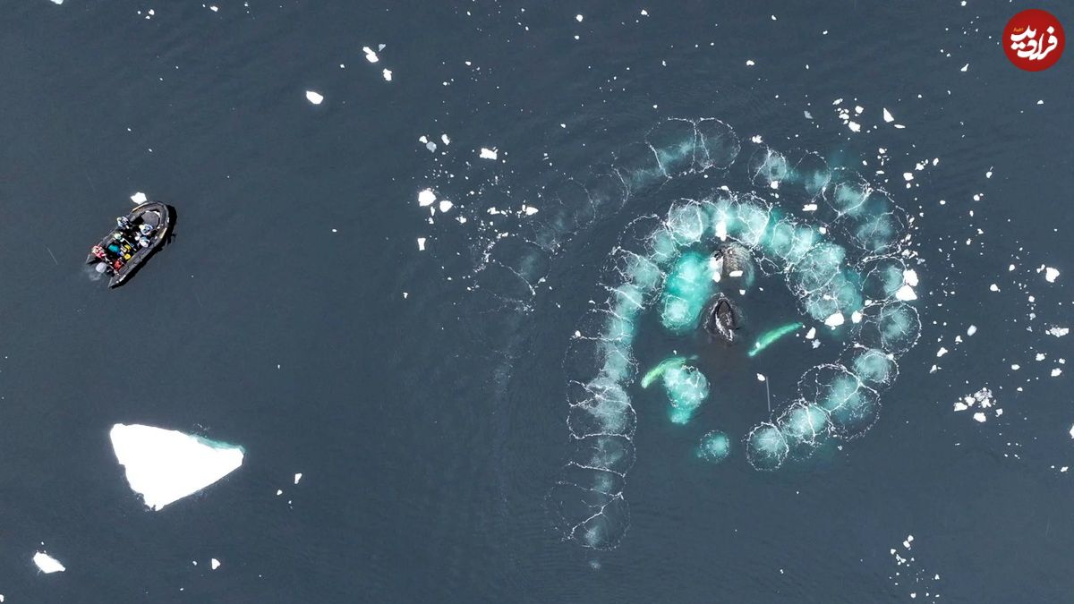 (ویدئو) آکروبات‌بازی نهنگ‌های گوژپشت برای شکار طعمه