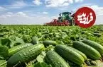 ببینید| فرآیند کاشت و برداشت صدها تن خیار و تهیه خیارشور در چین
