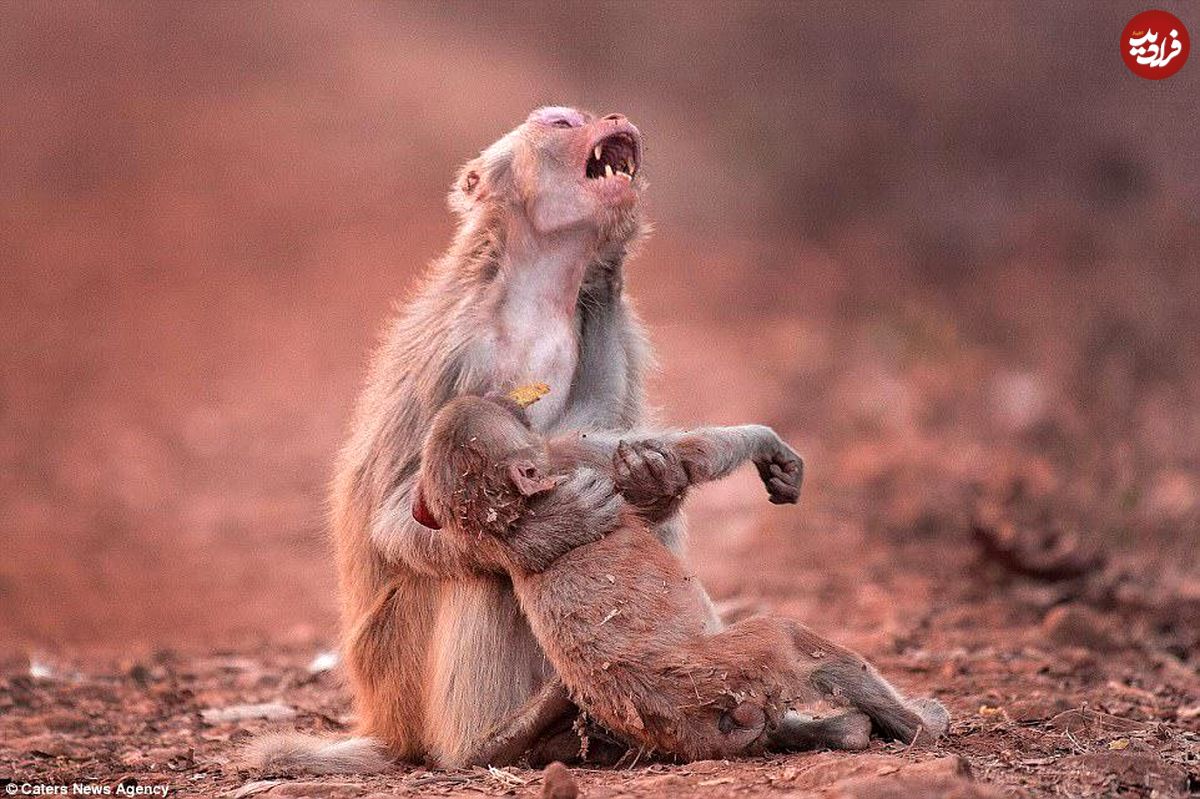 عکس/ ناله میمون مادر در غم مرگ فرزند