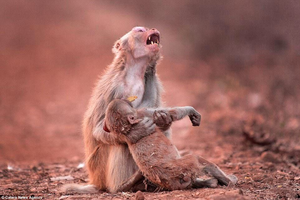 عکس/ ناله میمون مادر در غم مرگ فرزند