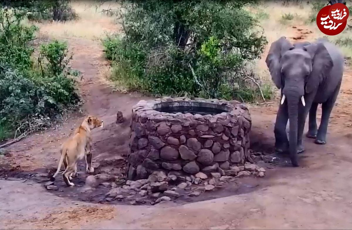 (ویدئو) ترس باورنکردنی شیر از حمله فیل؛ سلطان جنگل پنهان شد!