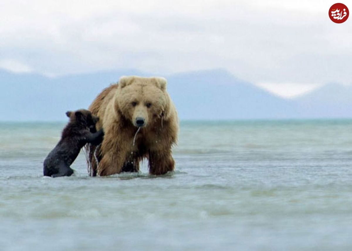 (ویدئو) خرس مادر، توله‌اش را از غرق شدن نجات داد!