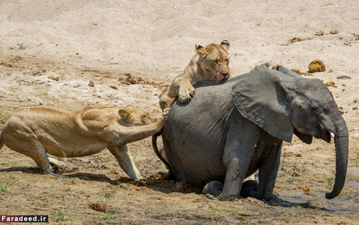 (تصاویر) لحظات دراماتیک شکار یک بچه فیل