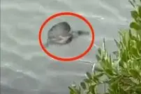 (عکس) غوطه‌ورشدن موجودی مرموز در آب