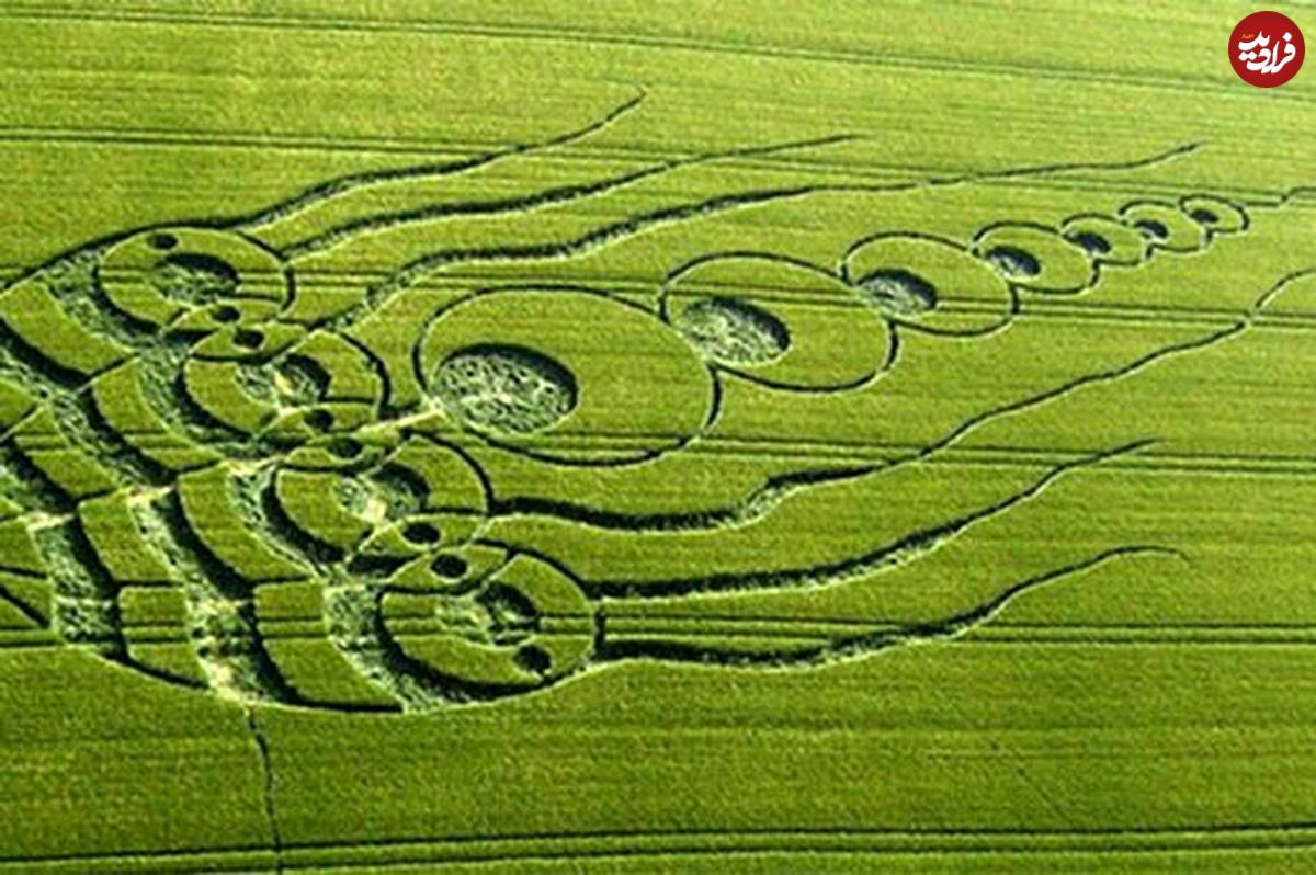 (ویدئو) نقاشی جالب روی زمین کشاورزی