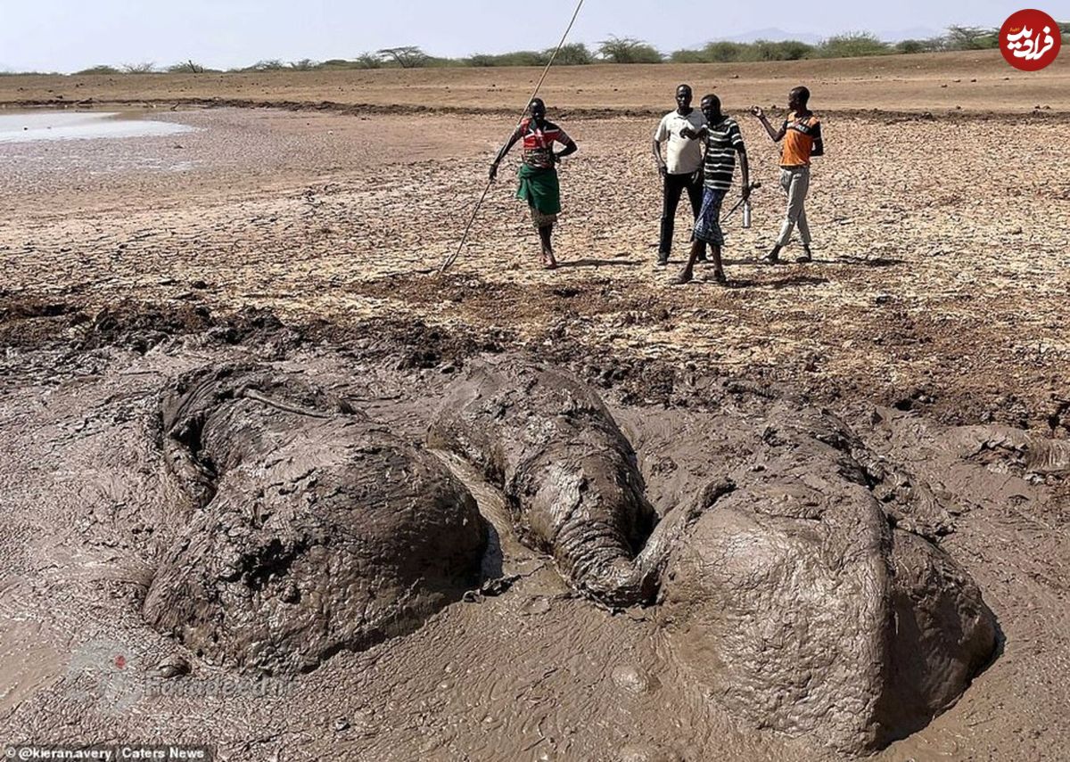 تصاویر/ نجات فیل‌های خوش‌شانس