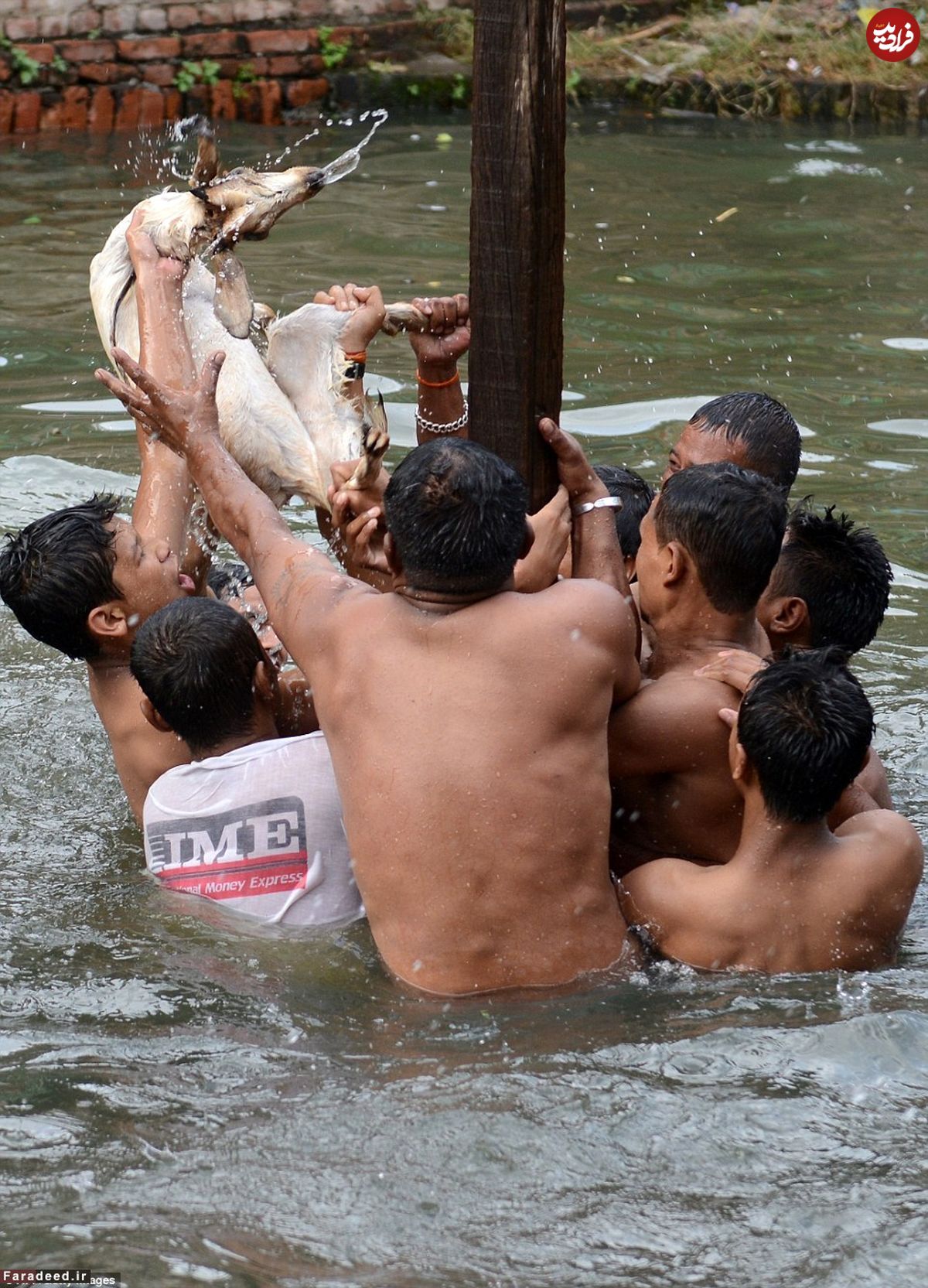 (تصاویر) جشن زجرکش کردن حیوانات در نپال!