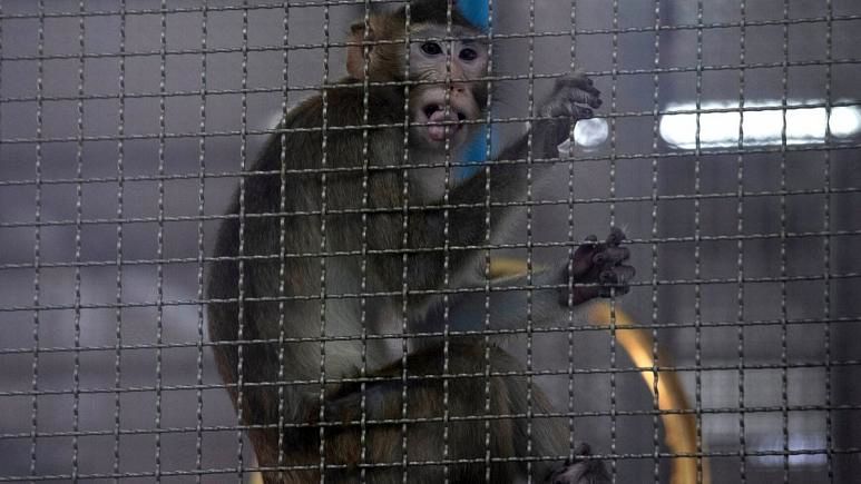 میمون در چین کمیاب شد