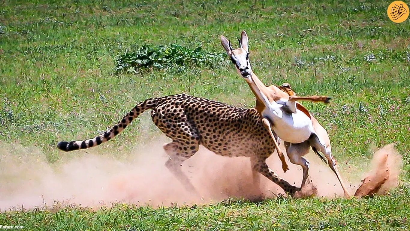 (تصاویر) یوزپلنگ در عرض چند دقیقه دو غزال را شکار کرد