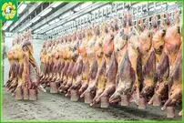(ویدئو) چگونه گوشت هزاران اسب، نهنگ غول پیکر و خاویار برش و بسته بندی می شود؟