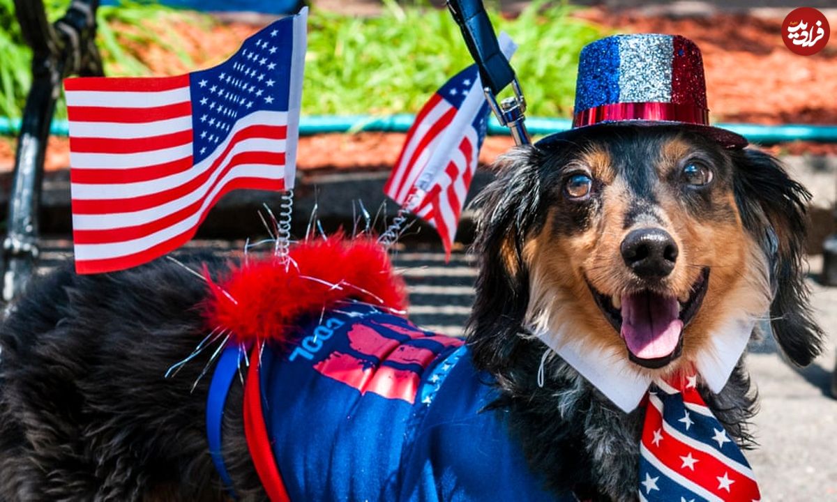 تصاویر/ مسابقات سالانه سگ قهرمان