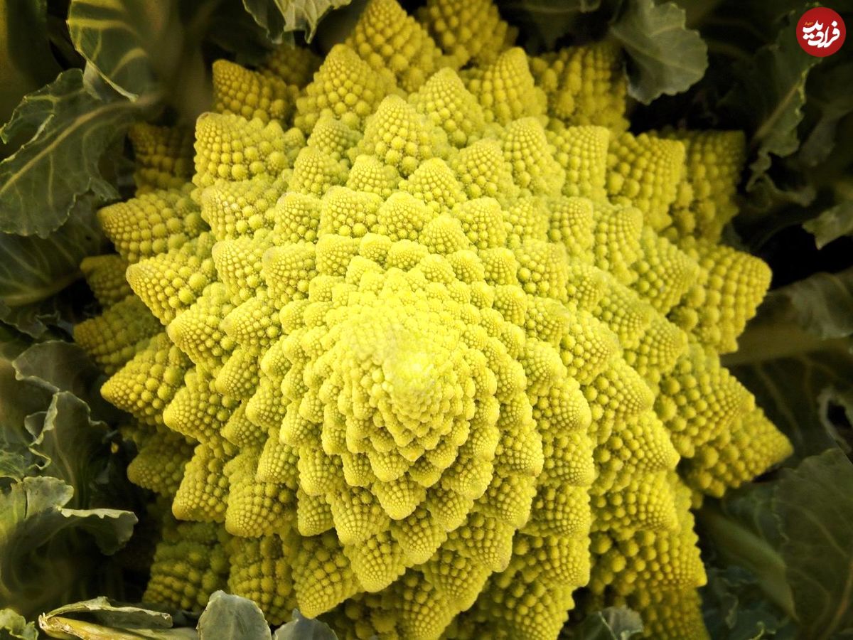 تصویر بزرگ گل کلم چه ربطی به راز "کیهان" دارد؟
