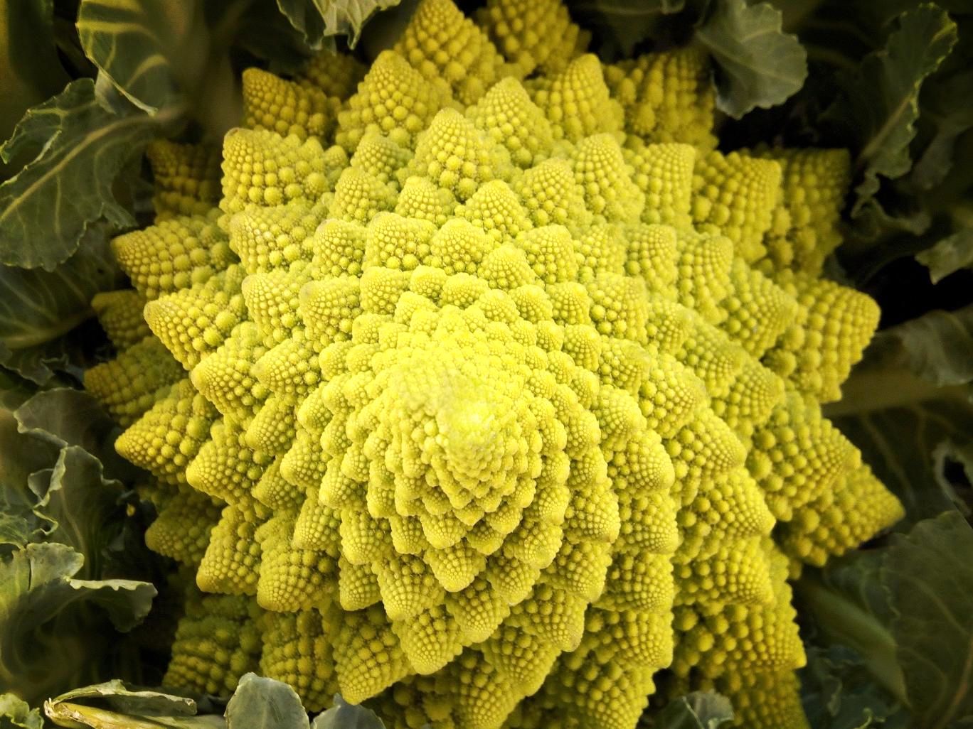 تصویر بزرگ گل کلم چه ربطی به راز "کیهان" دارد؟