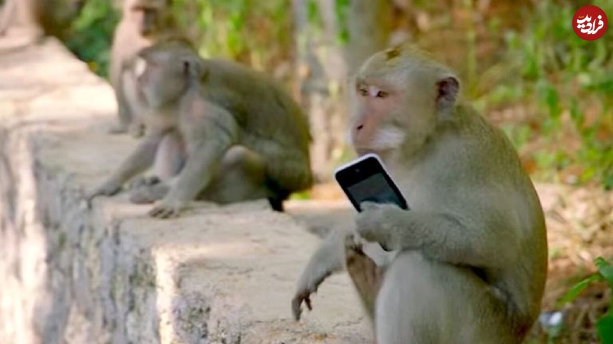 (ویدئو) میمون‌های زورگیر به گردشگران رحم نمی‌کند