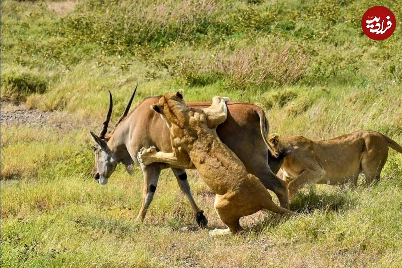 (ویدئو) گاو کوهی حواس پرت به یک قدمی شیر رسید و شکار شد!