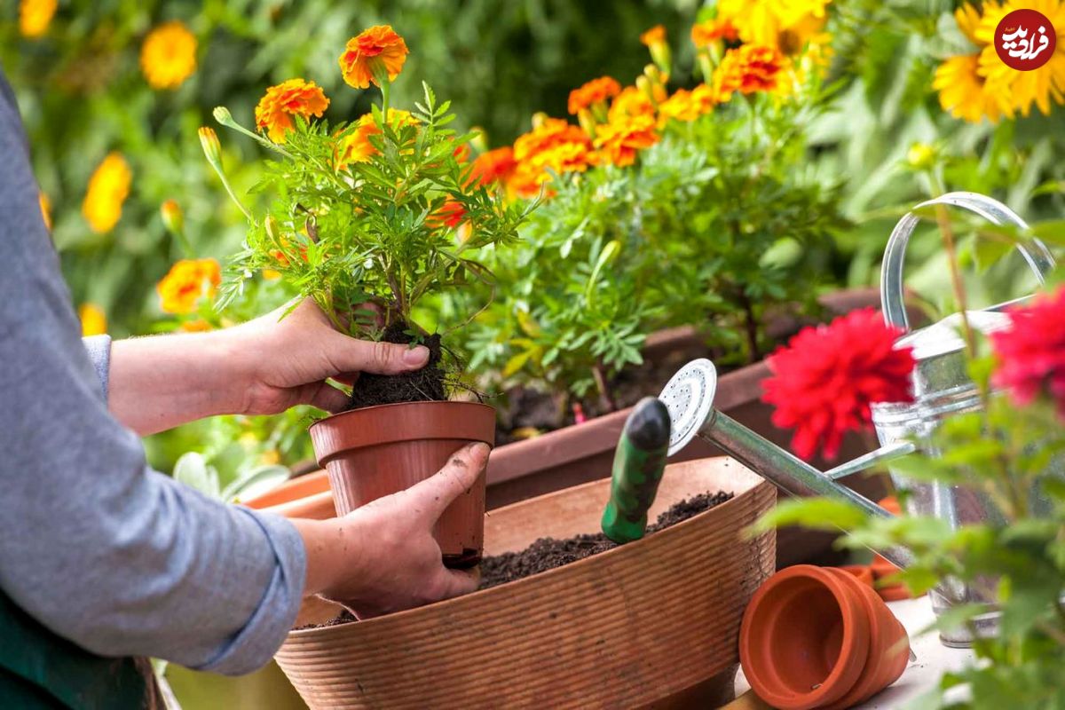 مراقبت از گل و گیاه اضطراب آور است؟!