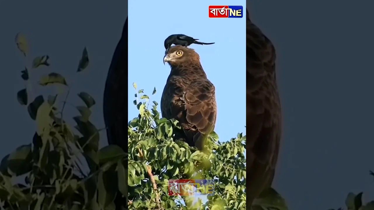 (ویدئو) چرا شاهین شکاری کاری به کار این پرنده کوچک سیاه ندارد؟
