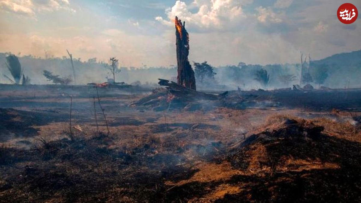 نابودی جنگل‌های کهن زمین