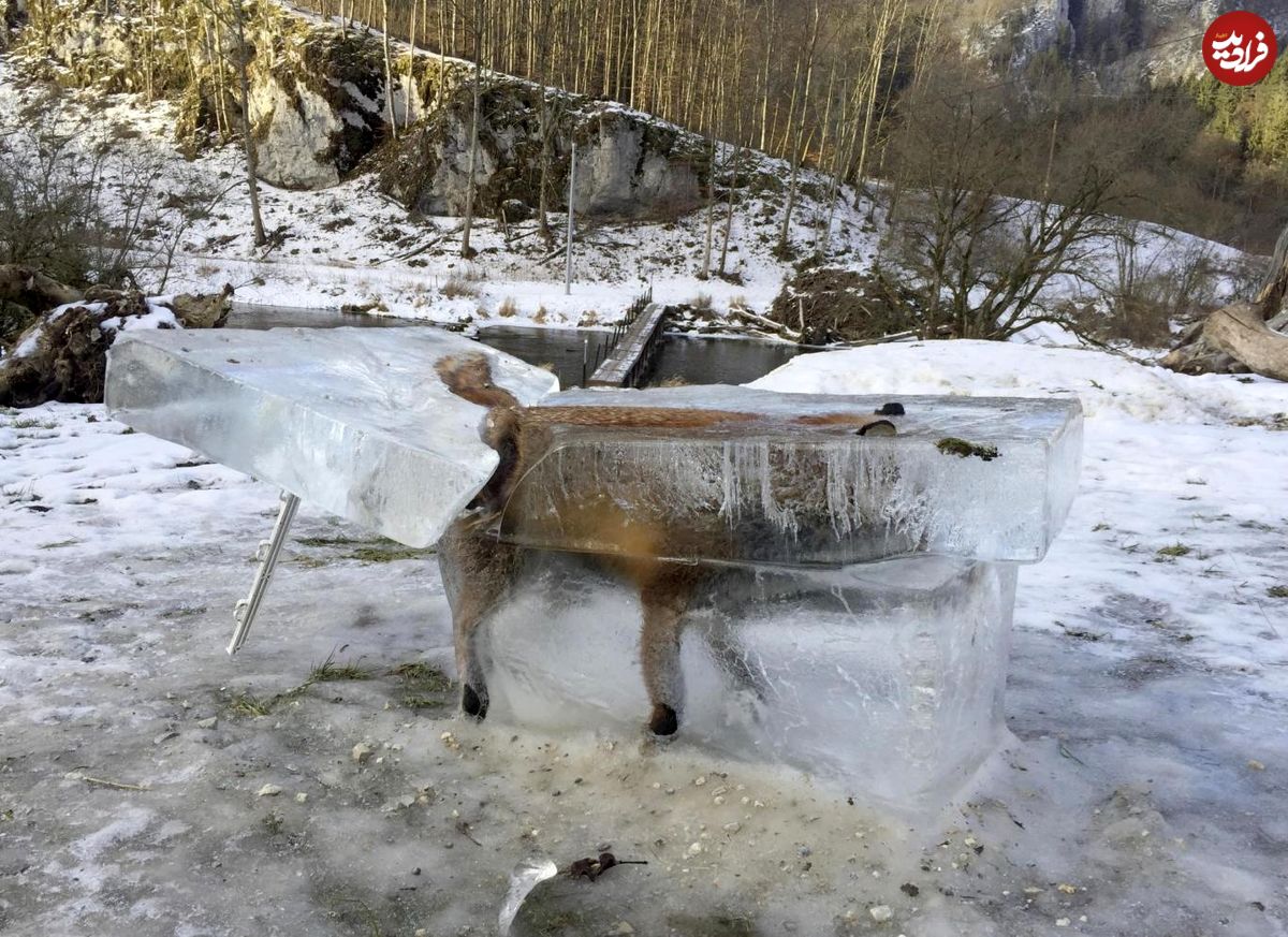 تصویری عجیب از روباه یخ‌زده در آلمان!