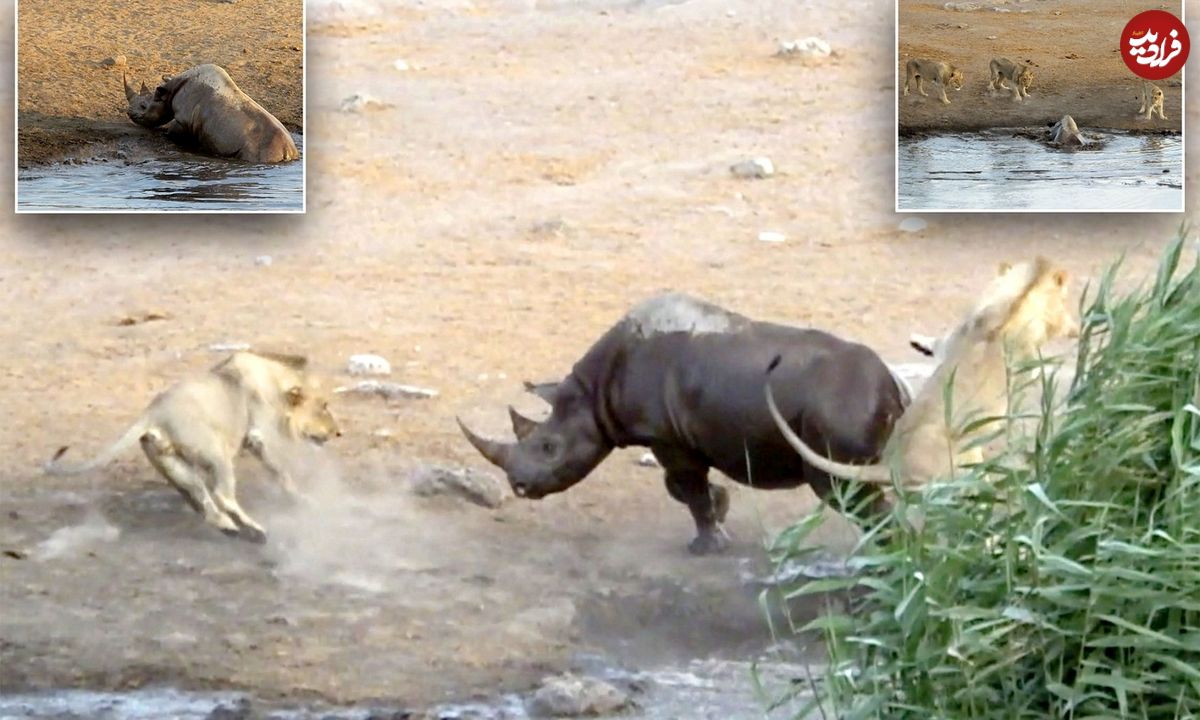 (ویدئو) کرگدن غول‌پیکر فرو رفته در گل و لای، در دام سه شیر افتاد!