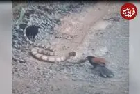 (ویدئو) نبرد نادر میخ پنجه‌های نترس با مار کبرا!