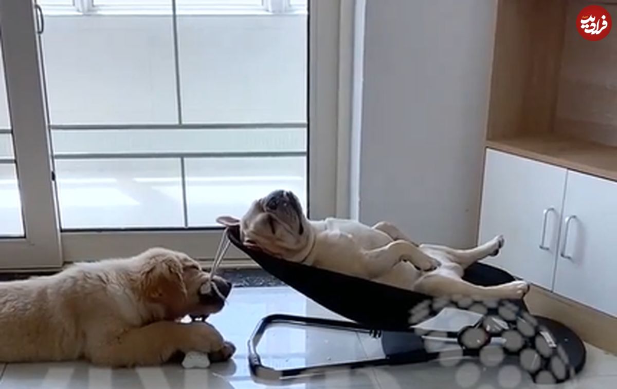 (ویدیو) خٌروپف بامزه یک سگ رو صندلی خواب یک نوزاد