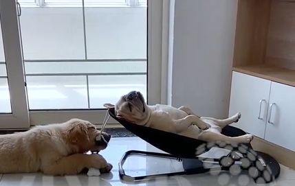 (ویدیو) خٌروپف بامزه یک سگ رو صندلی خواب یک نوزاد