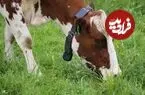 قلاده‌های هوشمند به جان گاوها افتادند؛ حصارهای مجازی جای حصارهای فیزیکی را می‌گیرند