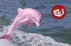 ببینید| مشاهده دلفین صورتی در آب‌های عمان