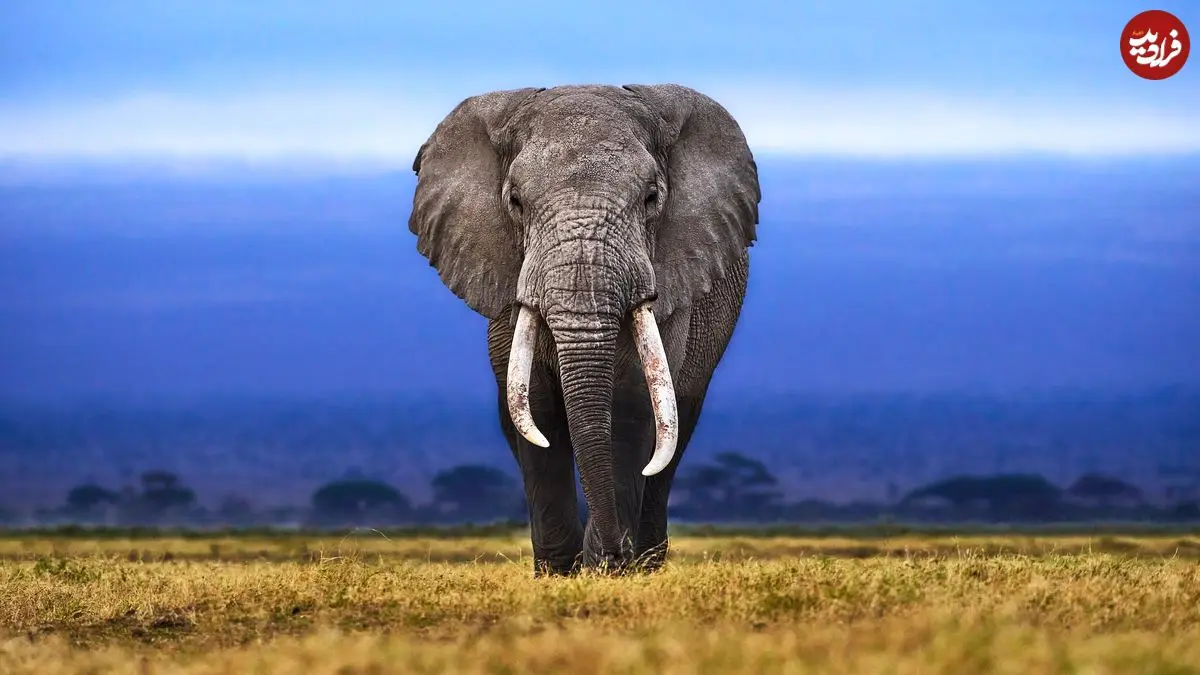 چرا بزرگ‌ترین جانوران خشکی در آفریقا زندگی می‌کنند؟