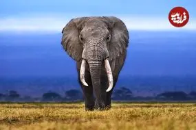 چرا بزرگ‌ترین جانوران خشکی در آفریقا زندگی می‌کنند؟