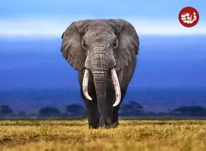 چرا بزرگ‌ترین جانوران خشکی در آفریقا زندگی می‌کنند؟