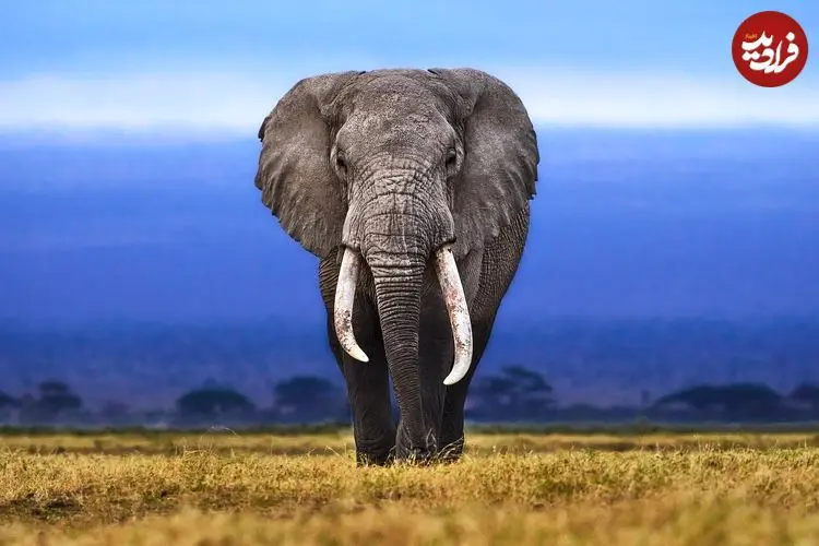 چرا بزرگ‌ترین جانوران خشکی در آفریقا زندگی می‌کنند؟
