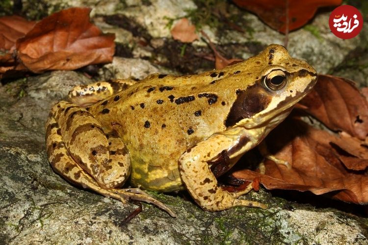 عکس؛ مرگ مصلحتی؛ شگردی بی نظیر برای فرار از جفت گیری!