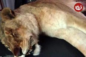 ماده شیر مجموعه گردشگری الیمالات چرا تلف شد؟