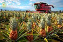 ببینید| مراحل کاشت، برداشت و فرآوری هزاران آناناس در تایلند