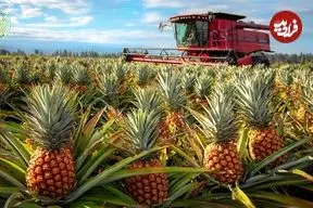 ببینید| مراحل کاشت، برداشت و فرآوری هزاران آناناس در تایلند