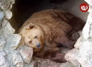 استراتژی های جالب حیوانات برای زمستان سرد/ ضدیخ عجیب و بغل کردن